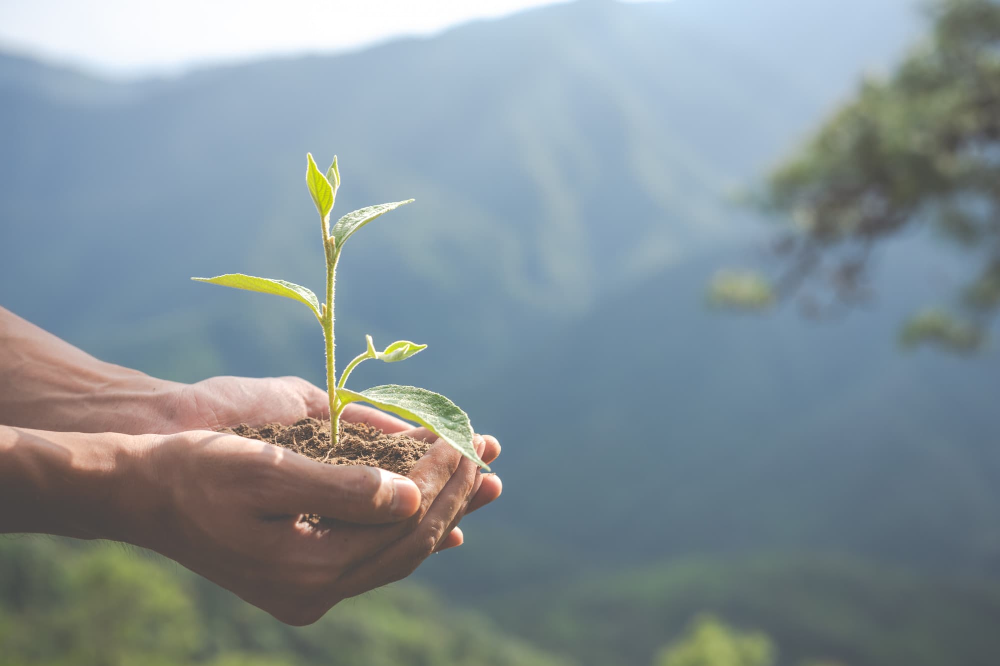 Manos sosteniendo una planta